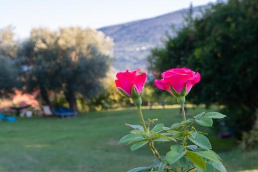 Apartments Savic Herceg Novi Eksteriør bilde